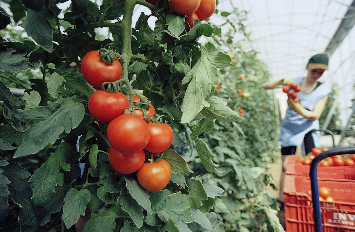Sector tomatero de Canarias
