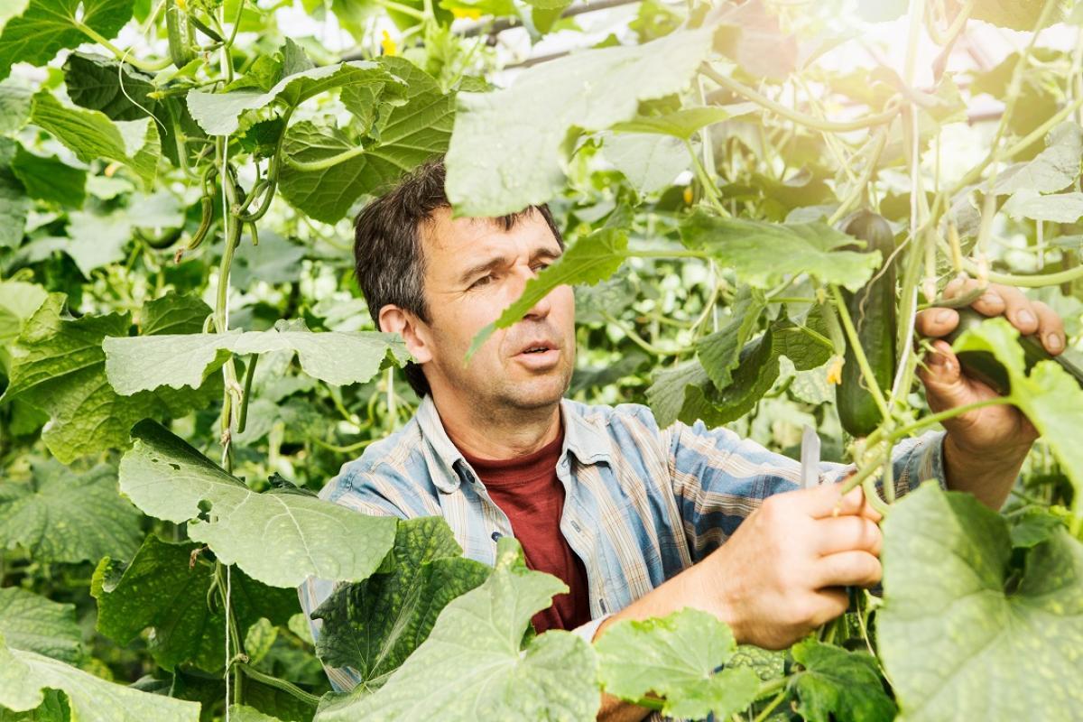 La poblacin empleada en el sector agropecuario en 772.000 personas