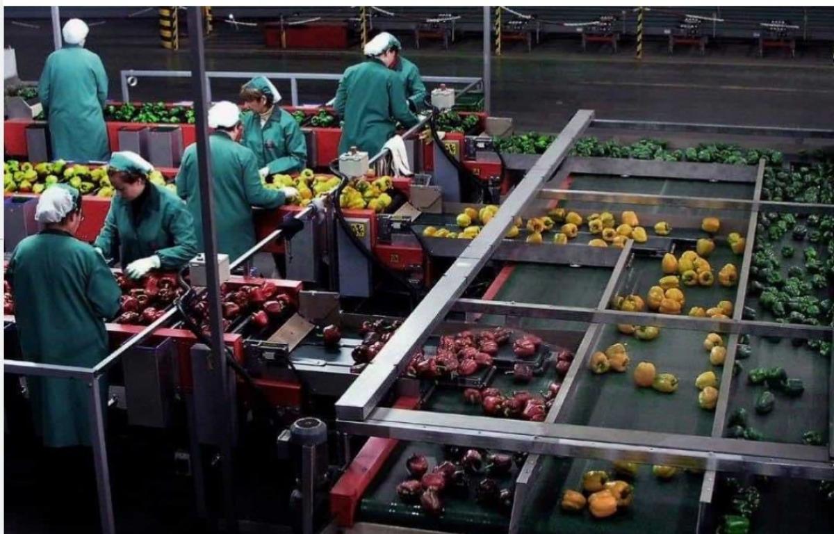 En Almería Manipulado Hortofrutícola.