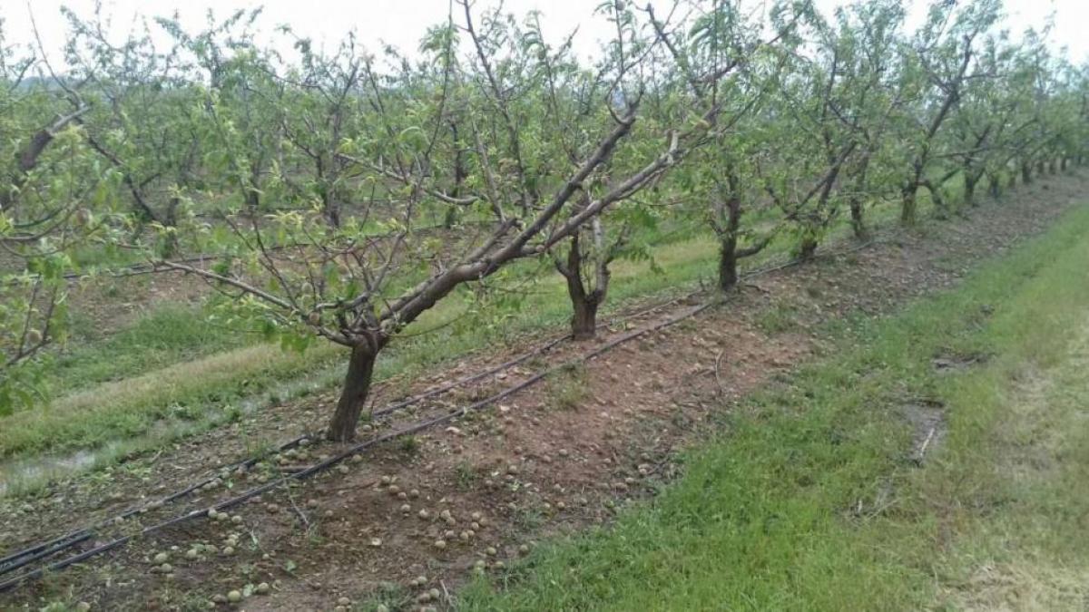 Frutales daados por las tormentas. Foto facilitada por la Junta de Extremadura