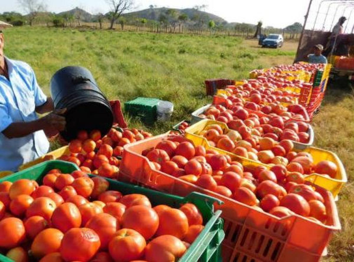 COSECHERAS DE TOMATE