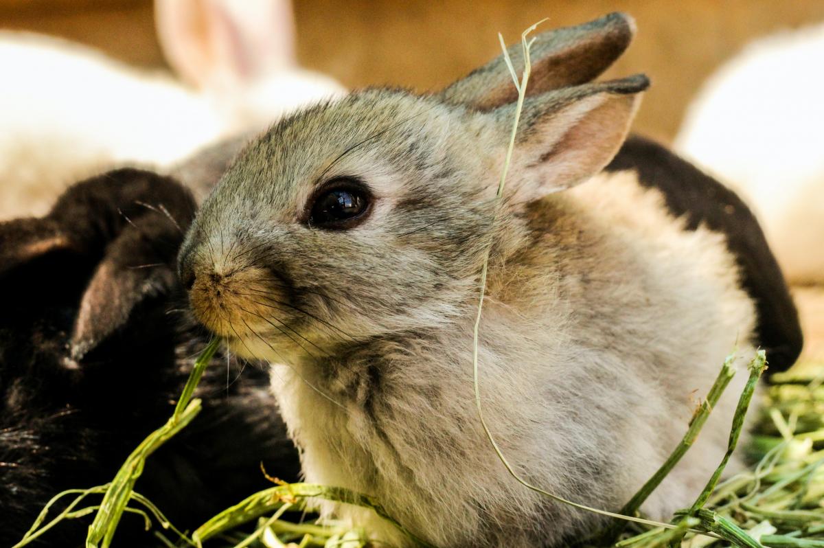 Conejos (imagen de Pexels)