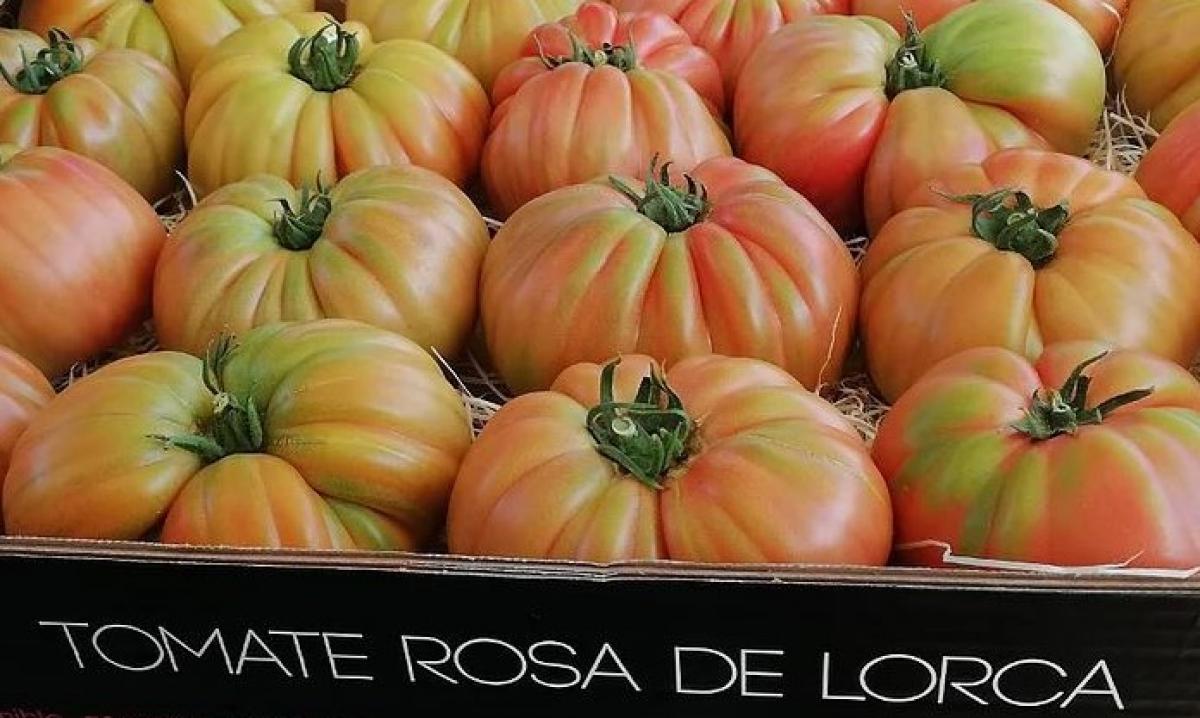 Tomates de Lorca producidos en la región de Murcia