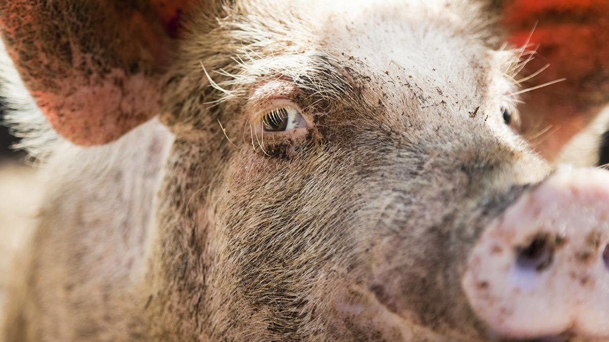 El brote ha provocado un riesgo real de paralización de la actividad