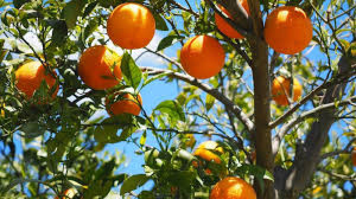 naranjas