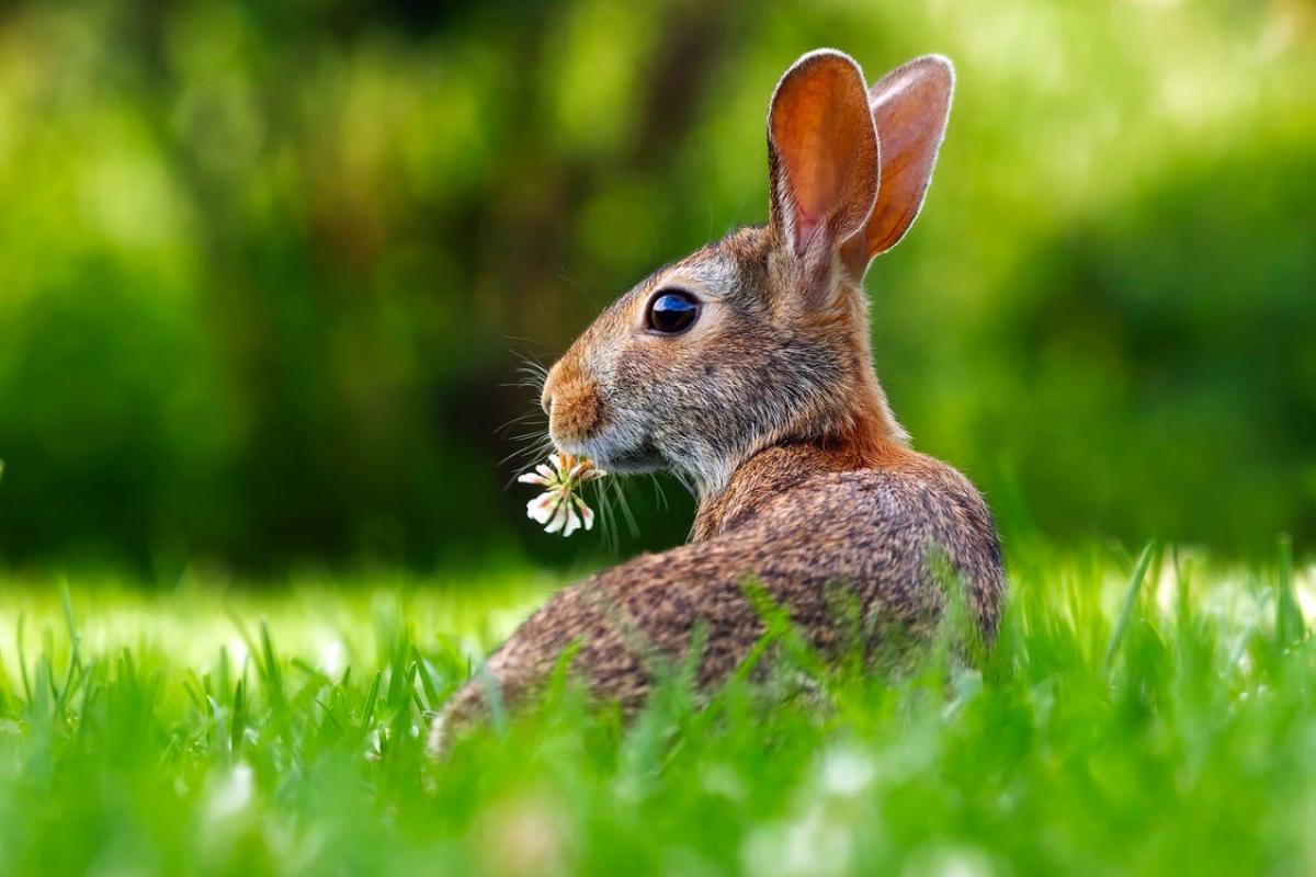 Conejo (imagen de Pexels)