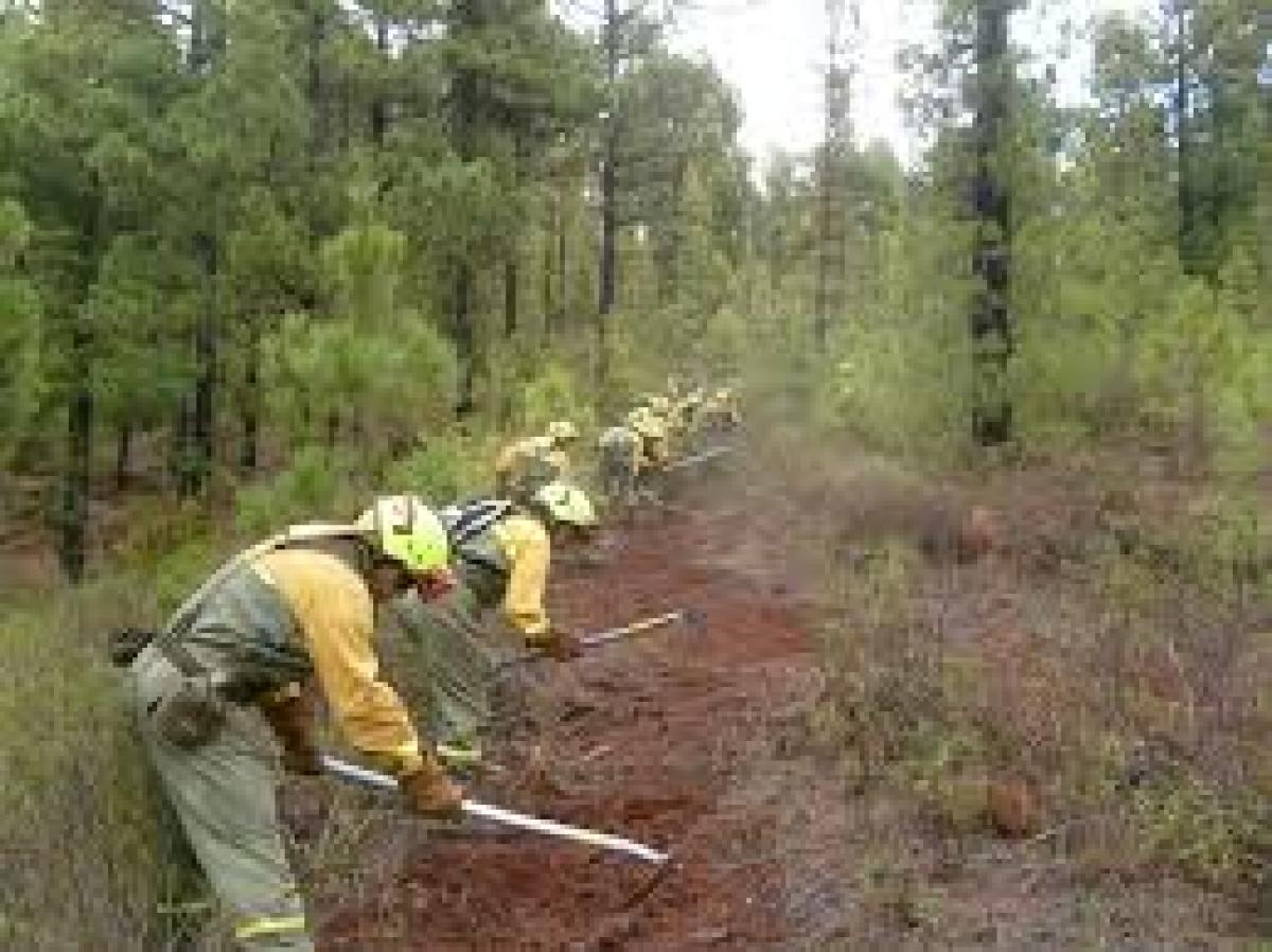 CCOO Reivindica Mejores Condiciones Para Sector Forestal