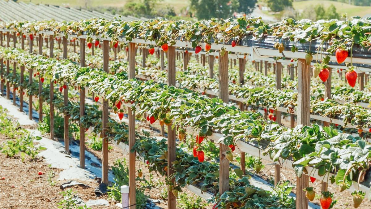 Plantacin de fresas (foto de Pexels)