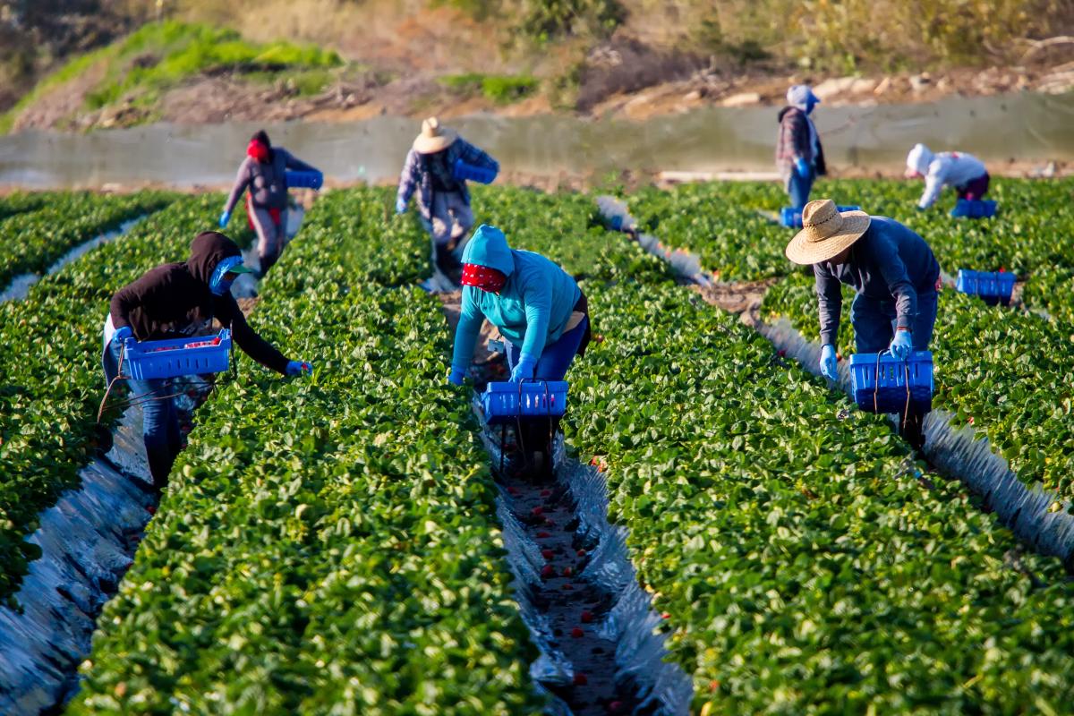 Trabajadores y trabajadoras agrícolas en un campo de fresas